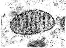 Mitochondrie